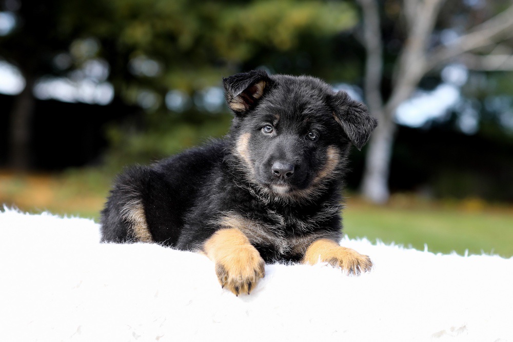Daisy Image of Daisy, a German Shepherd puppy