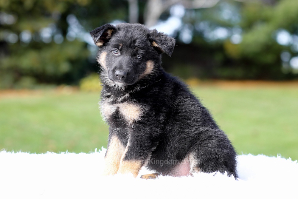 Daisy Image of Daisy, a German Shepherd puppy