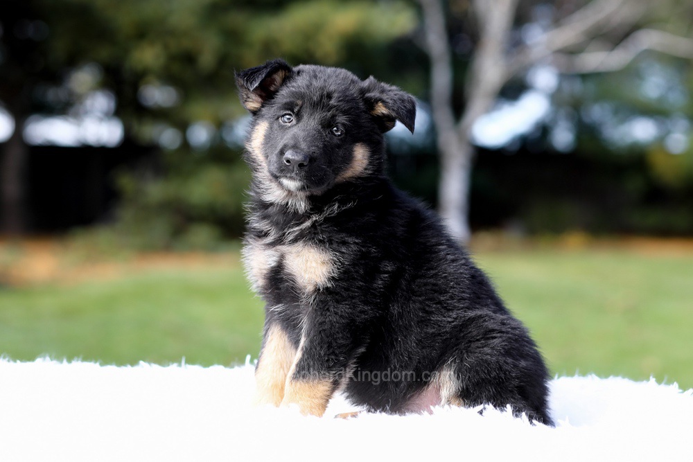 Daisy Image of Daisy, a German Shepherd puppy