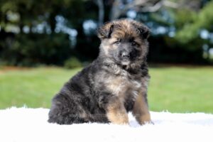 Image of Dallas, a German Shepherd puppy