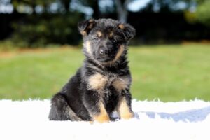 Image of Delilah, a German Shepherd puppy