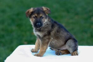 Image of Easton, a German Shepherd puppy
