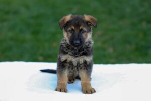 Image of Eden, a German Shepherd puppy