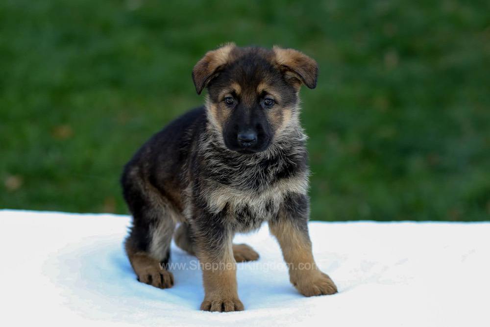 Eden Image of Eden, a German Shepherd puppy