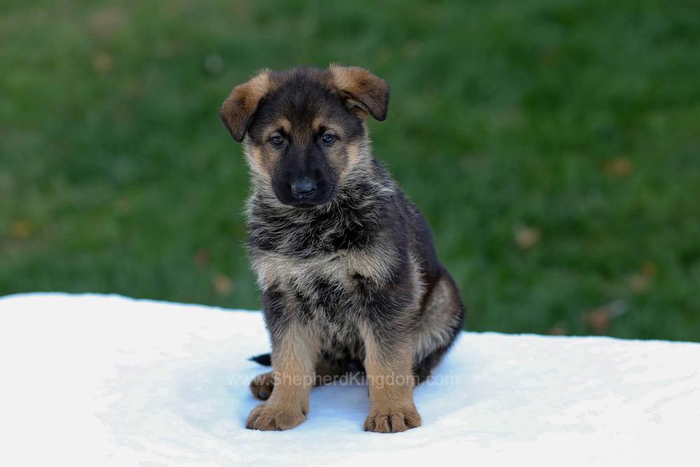 Eden Image of Eden, a German Shepherd puppy