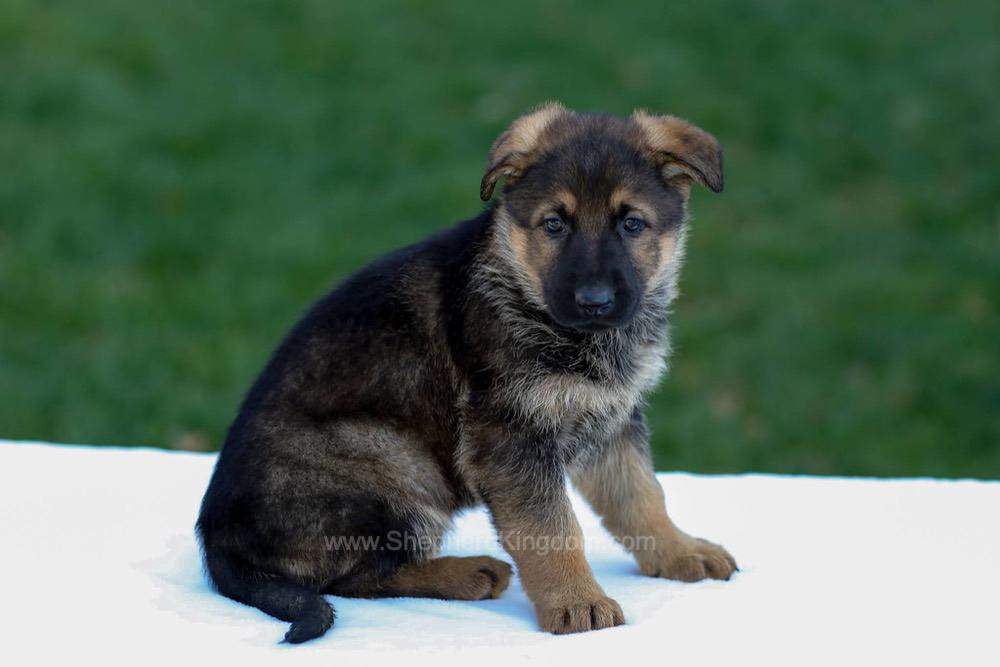 Eden Image of Eden, a German Shepherd puppy