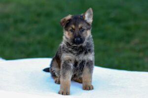Image of Ellie, a German Shepherd puppy