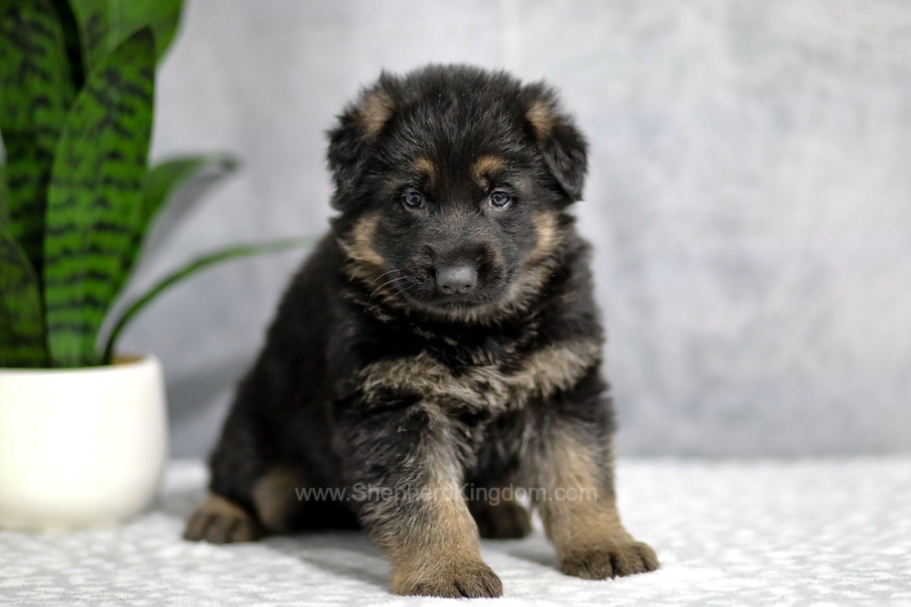 Holden Image of Holden, a German Shepherd puppy