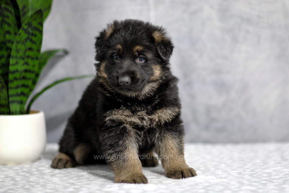 Holden Image of Holden, a German Shepherd puppy