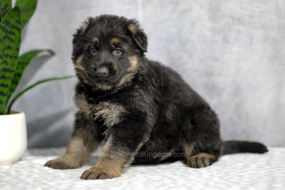 Holden Image of Holden, a German Shepherd puppy