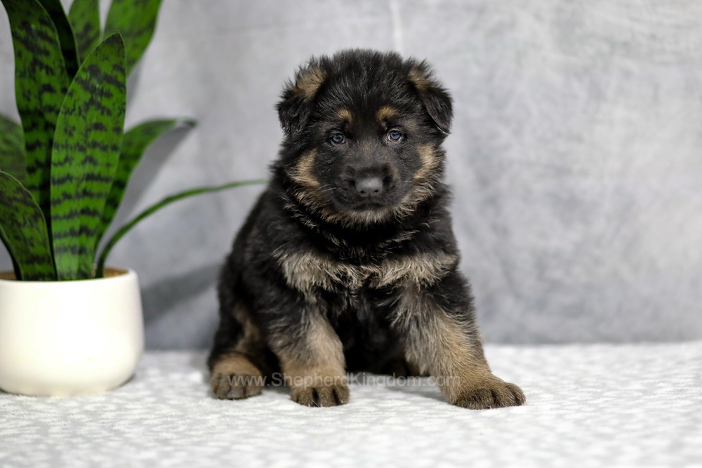 Holden Image of Holden, a German Shepherd puppy
