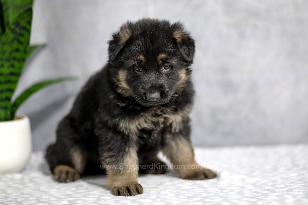 Holden Image of Holden, a German Shepherd puppy