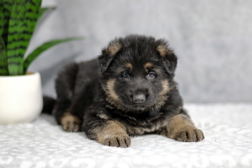 Holden Image of Holden, a German Shepherd puppy