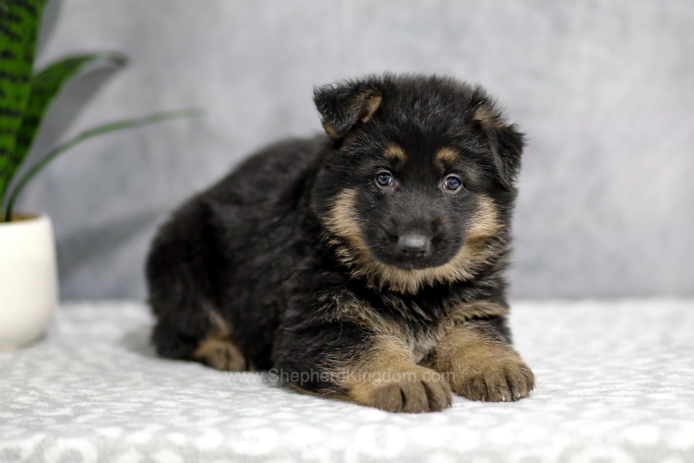 Hudson Image of Hudson, a German Shepherd puppy