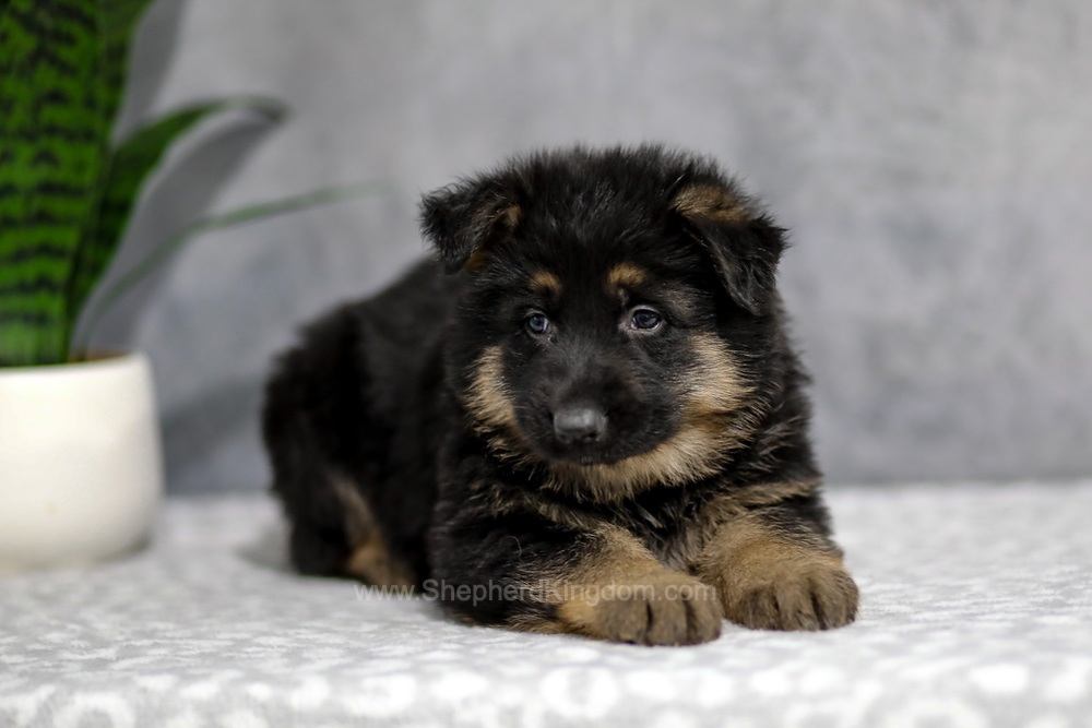 Hudson Image of Hudson, a German Shepherd puppy