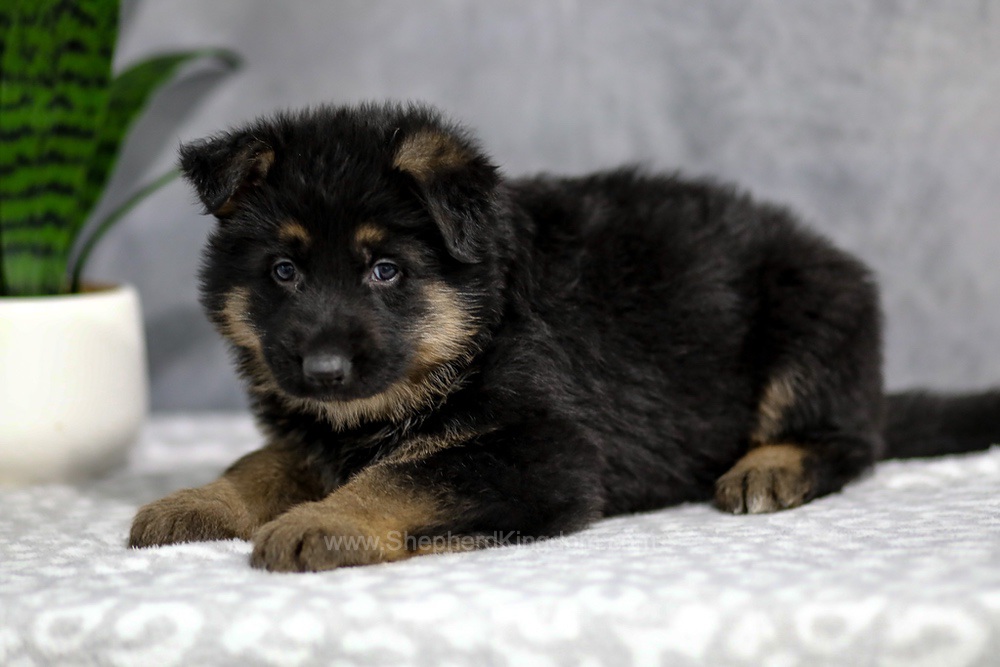 Hudson Image of Hudson, a German Shepherd puppy