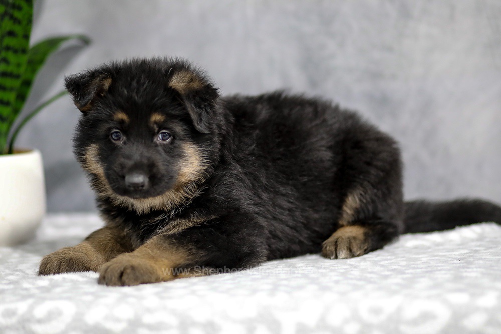 Hudson Image of Hudson, a German Shepherd puppy