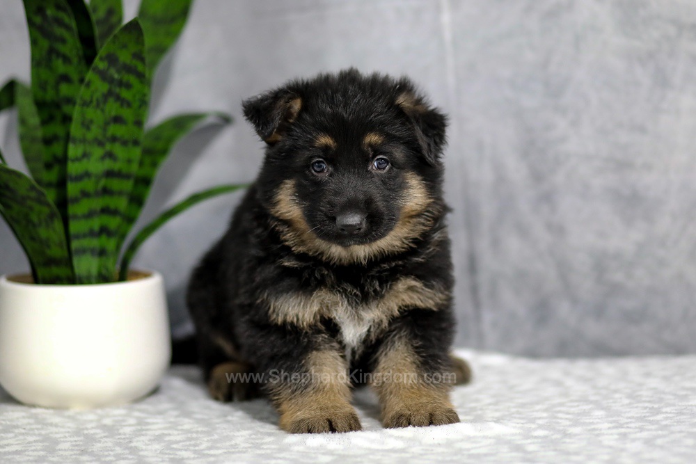 Hudson Image of Hudson, a German Shepherd puppy