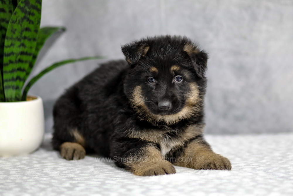 Hudson Image of Hudson, a German Shepherd puppy