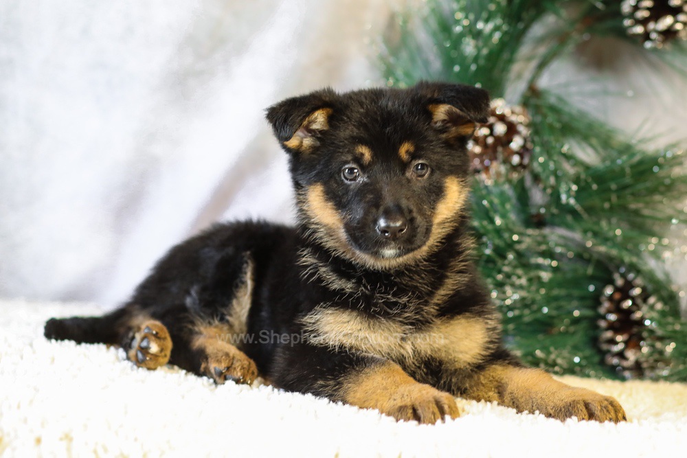 Jade Image of Jade, a German Shepherd puppy