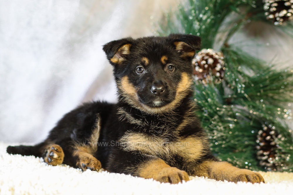 Jade Image of Jade, a German Shepherd puppy