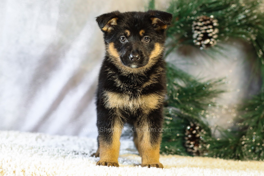 Jade Image of Jade, a German Shepherd puppy