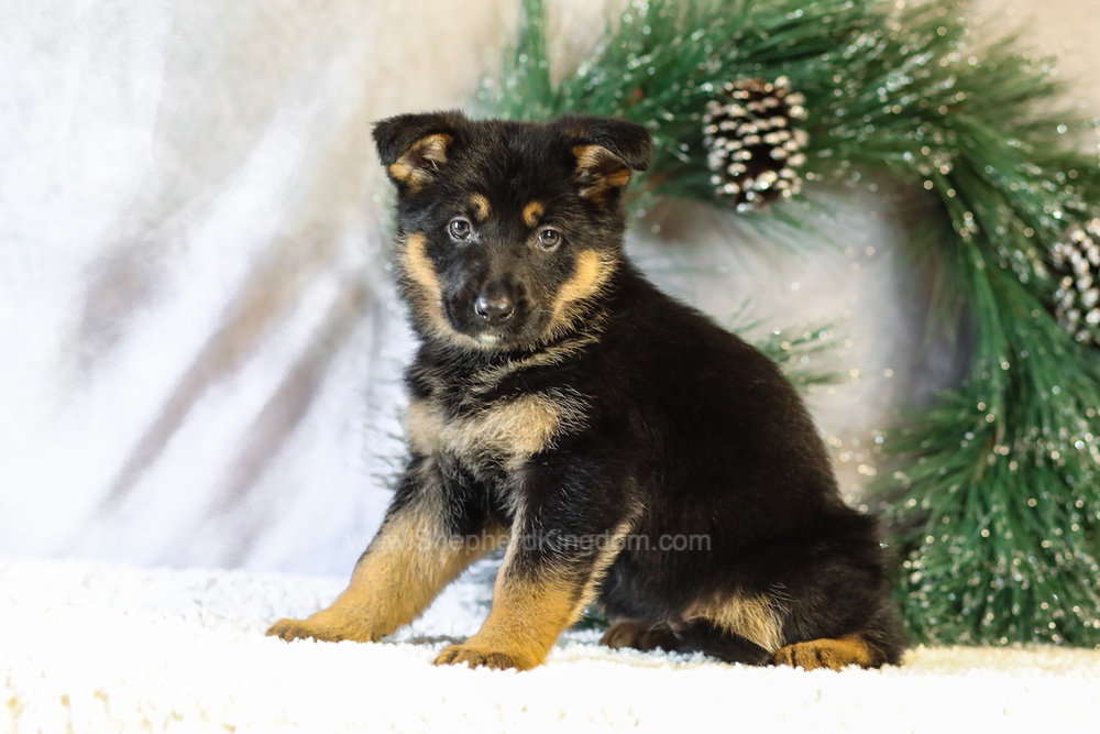 Jade Image of Jade, a German Shepherd puppy