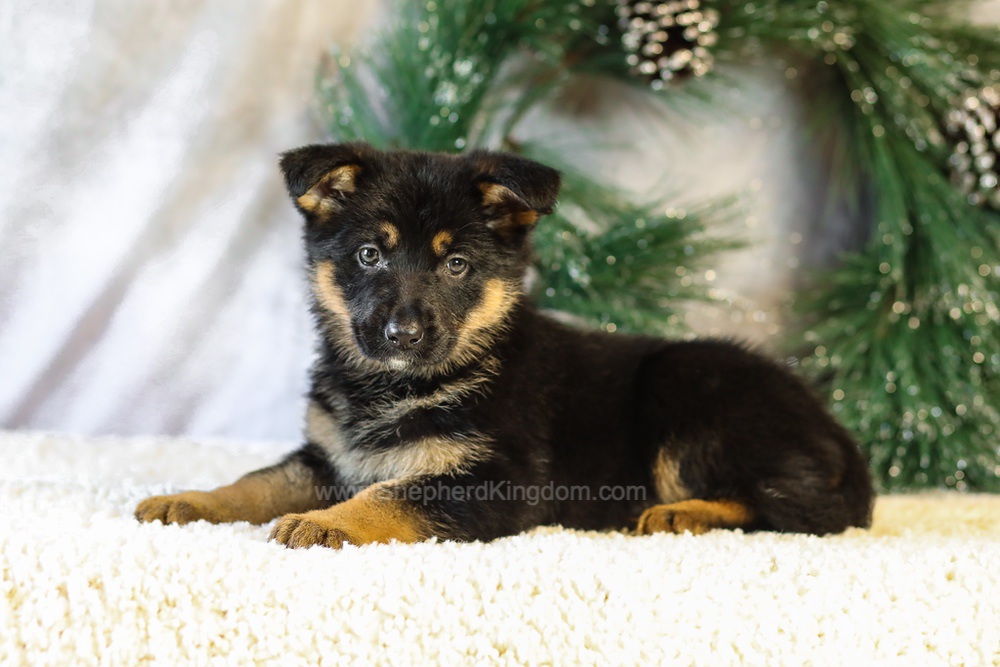 Jade Image of Jade, a German Shepherd puppy