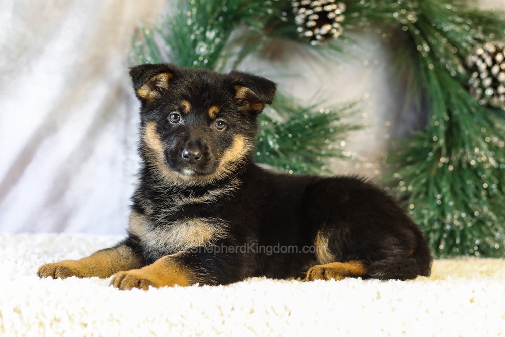 Jade Image of Jade, a German Shepherd puppy