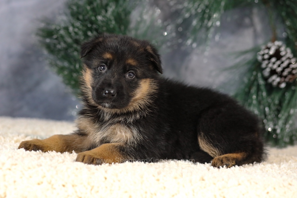 Kiara Image of Kiara, a German Shepherd puppy