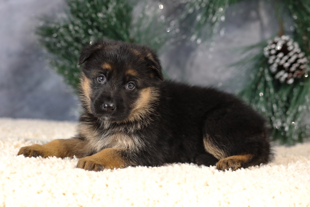 Kiara Image of Kiara, a German Shepherd puppy