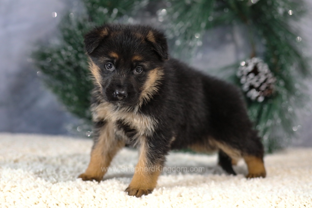 Kiara Image of Kiara, a German Shepherd puppy