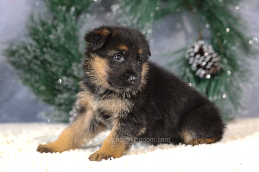 Kiara Image of Kiara, a German Shepherd puppy