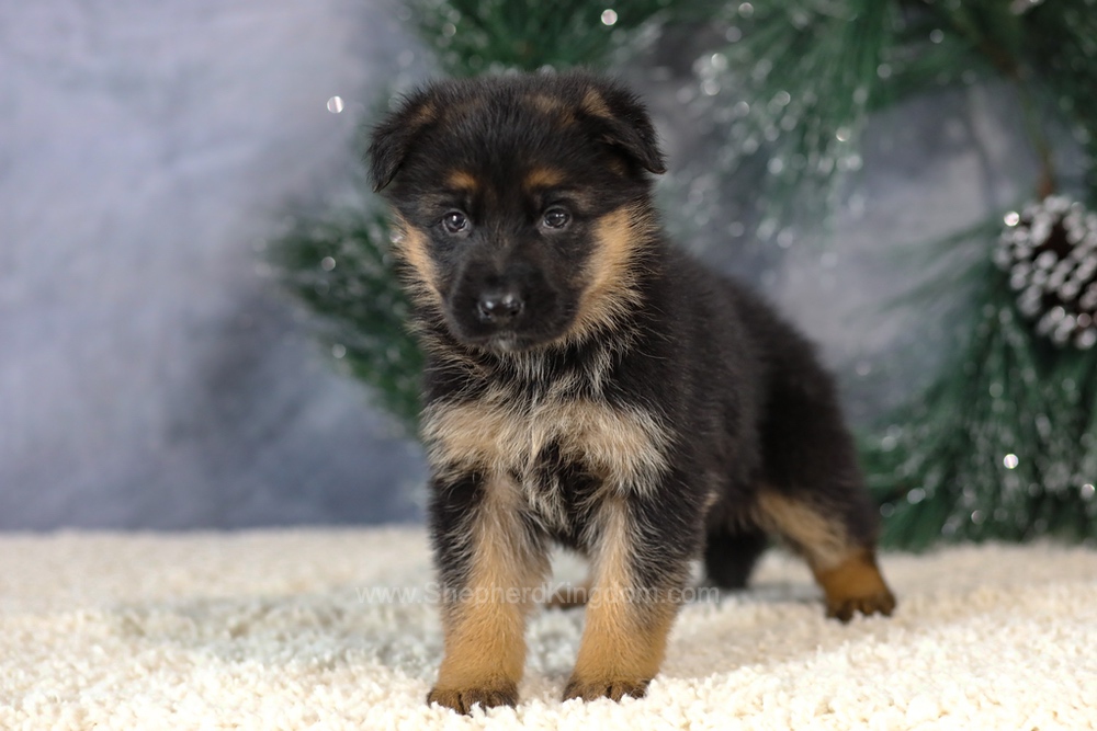 Kiara Image of Kiara, a German Shepherd puppy