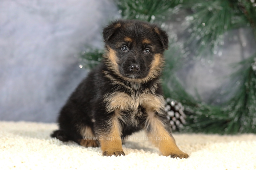 Kiara Image of Kiara, a German Shepherd puppy