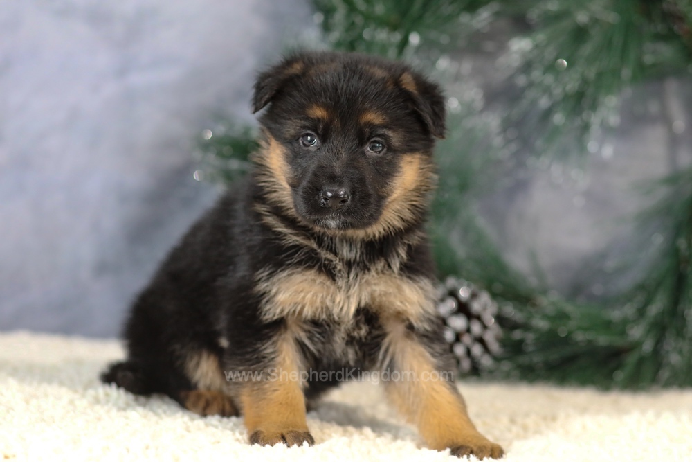 Kiara Image of Kiara, a German Shepherd puppy