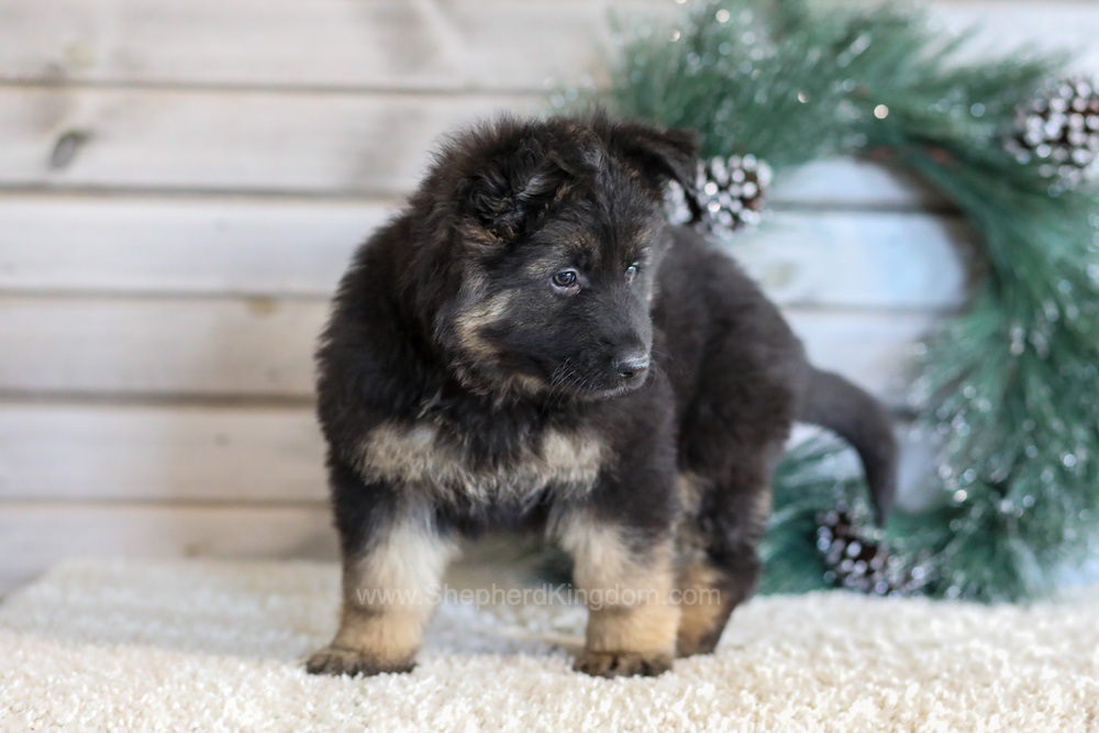 Mercedes Image of Mercedes, a German Shepherd puppy