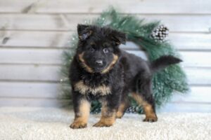 Millie Image of Millie, a German Shepherd puppy