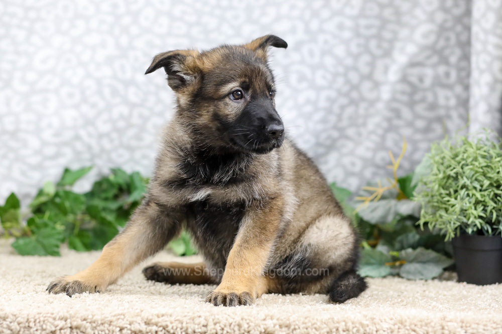 Ocean Image of Ocean, a German Shepherd puppy