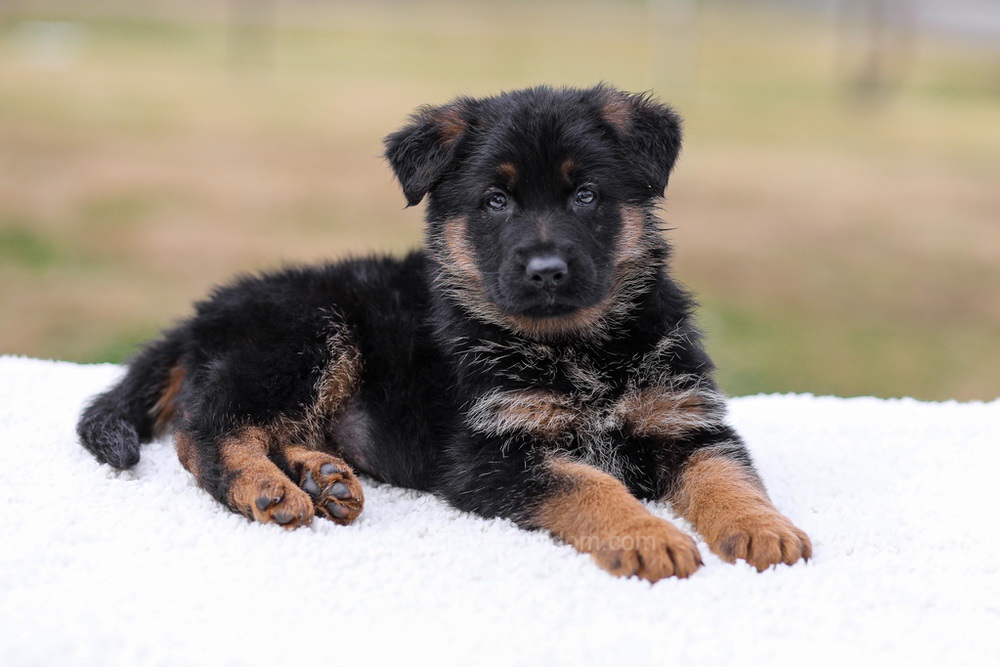 Penelope Image of Penelope, a German Shepherd puppy