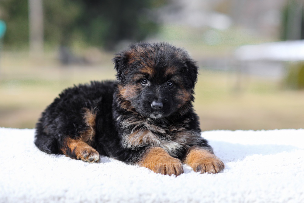 Presley Image of Presley, a German Shepherd puppy