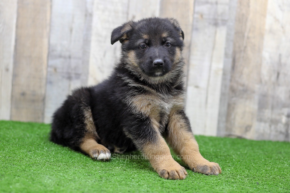 Sawyer Image of Sawyer, a German Shepherd puppy