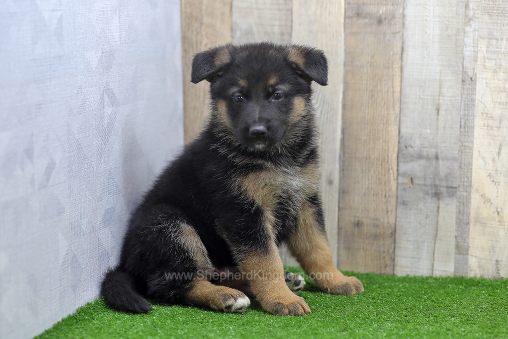 Sawyer Image of Sawyer, a German Shepherd puppy