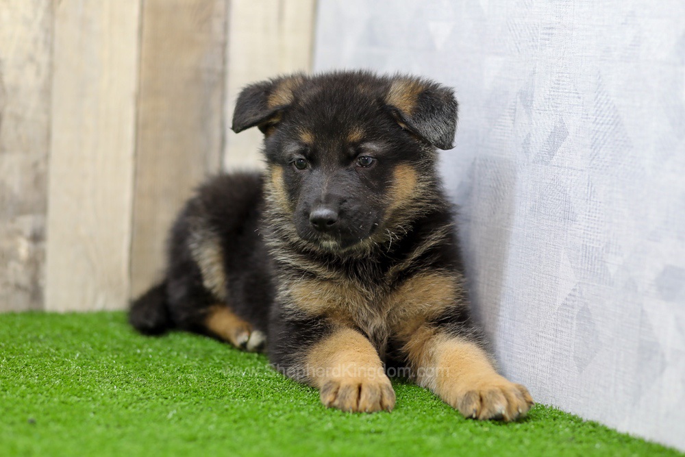 Sawyer Image of Sawyer, a German Shepherd puppy