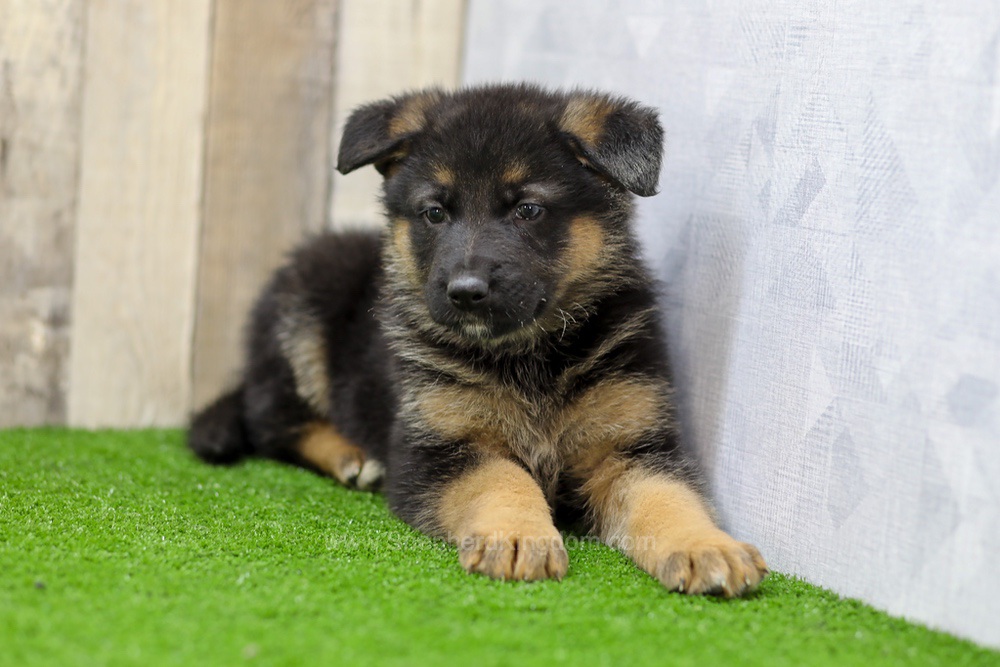 Sawyer Image of Sawyer, a German Shepherd puppy