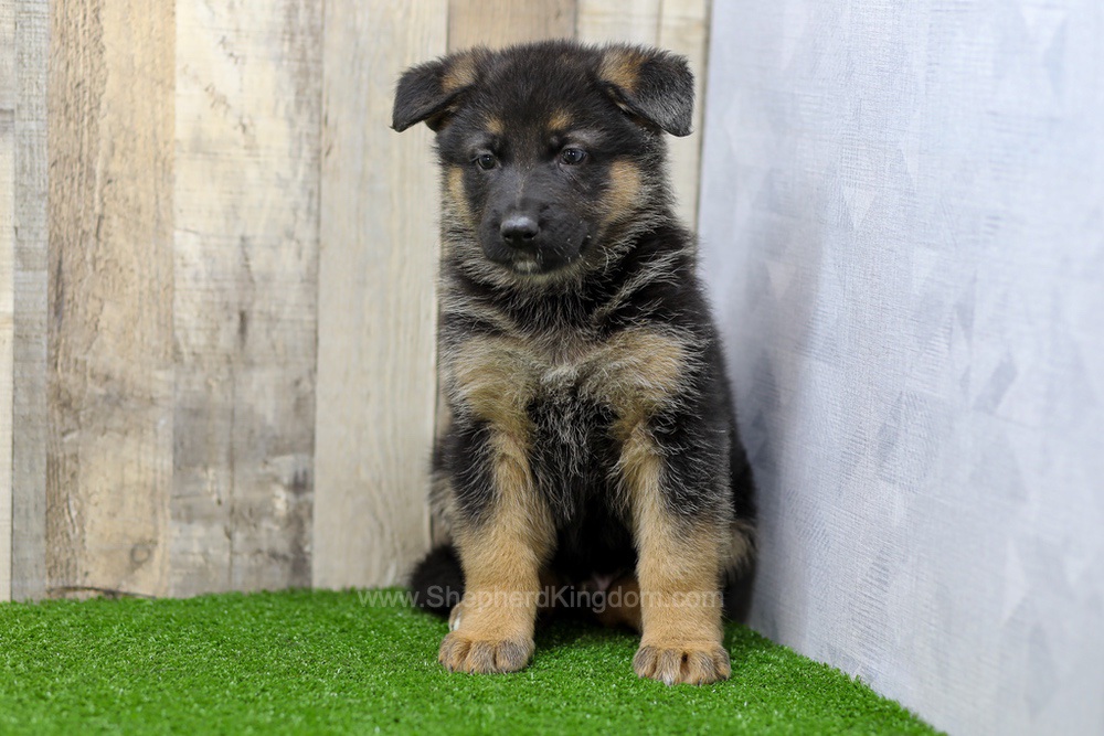 Sawyer Image of Sawyer, a German Shepherd puppy