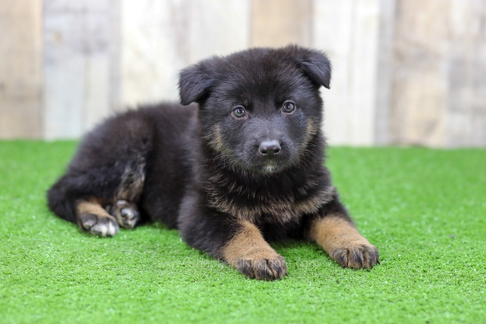 Saylor Image of Saylor, a German Shepherd puppy