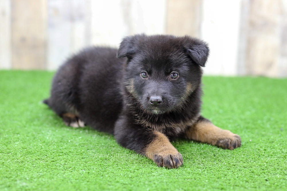 Saylor Image of Saylor, a German Shepherd puppy