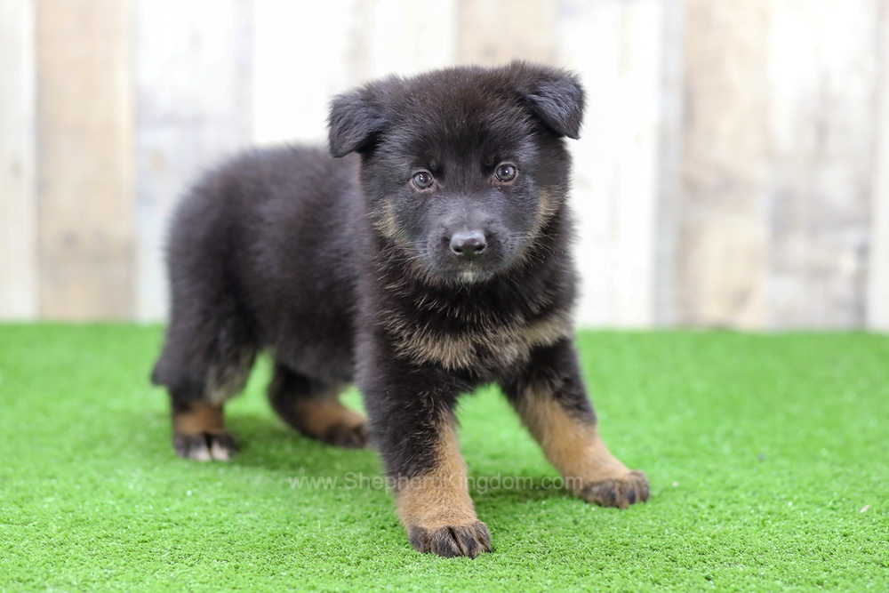 Saylor Image of Saylor, a German Shepherd puppy