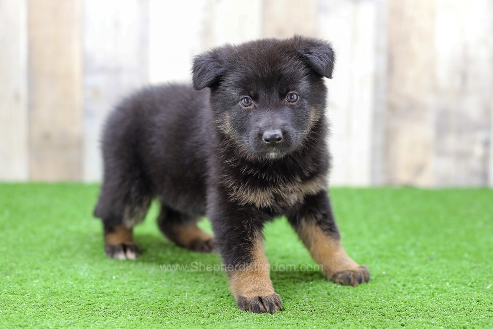Saylor Image of Saylor, a German Shepherd puppy